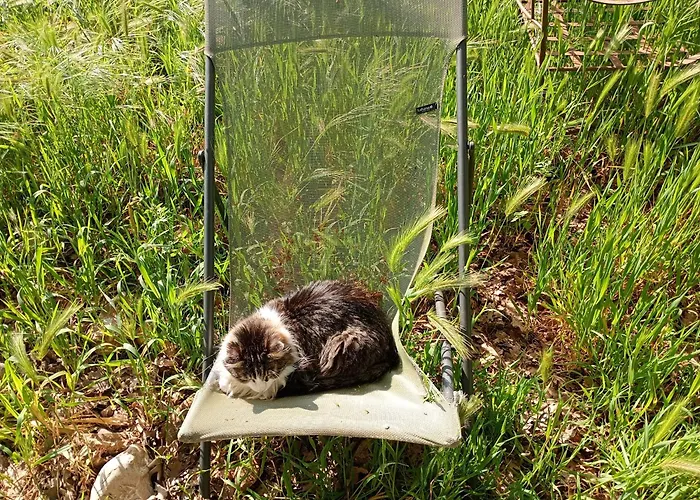 Bed & Breakfast La Bergerie En Provence Puimichel